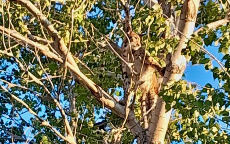 Prof. Dr. Sözen: Ağaçtaki Anadolu Parsı değil, vaşak