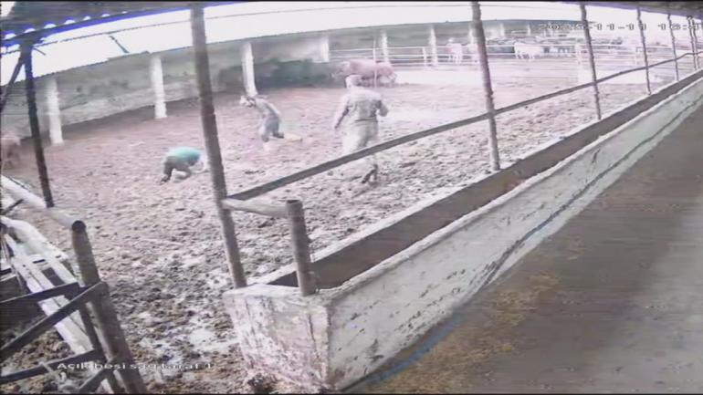 Besiciye boğa saldırdı; o anlar kamerada
