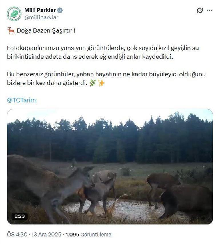 Kızıl geyiklerin su birikintisindeki görüntüleri fotokapana yansıdı