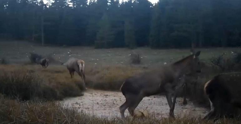 Kızıl geyiklerin su birikintisindeki görüntüleri fotokapana yansıdı