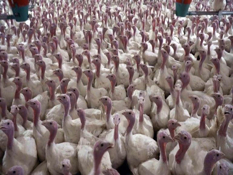 Yılbaşı hindisi 800 ile 1000 lira