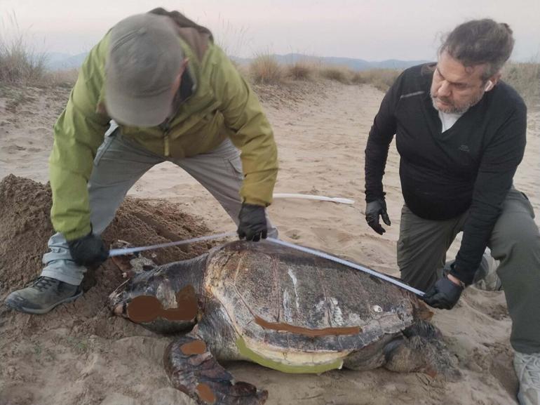 Kuşadasında 1 haftada 3 deniz kaplumbağası ölü bulundu