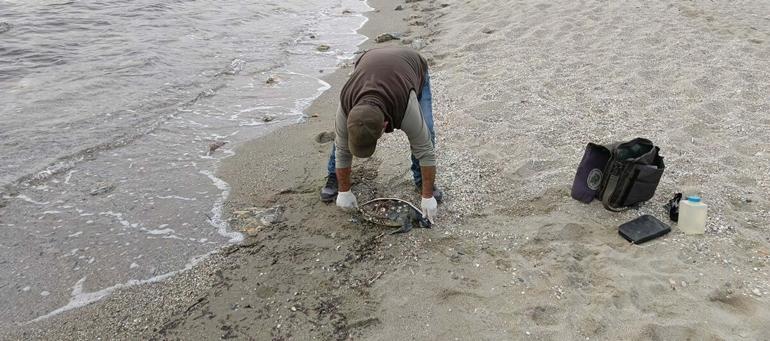 Kuşadasında 1 haftada 3 deniz kaplumbağası ölü bulundu