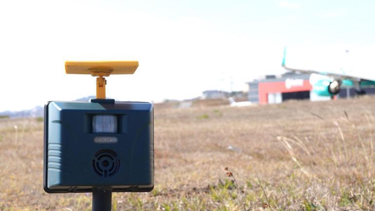 İstanbul ve Sabiha Gökçen havalimanlarında kuş sürüleri için ornitologlar görev başında