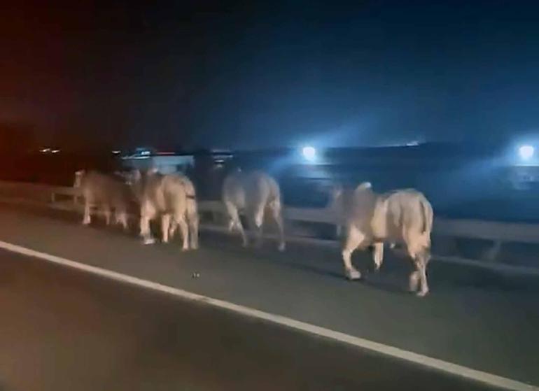 Otoyolda devrilip yanan TIR’daki 2 kişi öldü; alevlerden kaçan anguslar kamerada