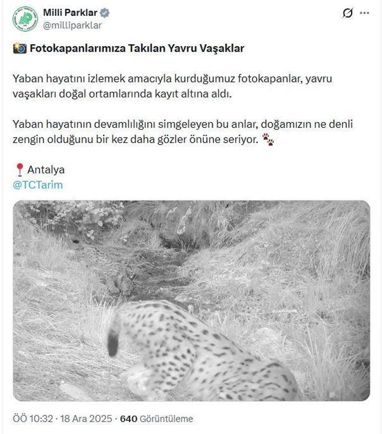 Antalyadaki yavru vaşaklar fotokapanda