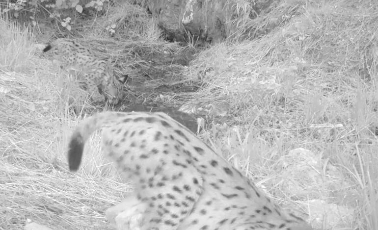 Antalyadaki yavru vaşaklar fotokapanda