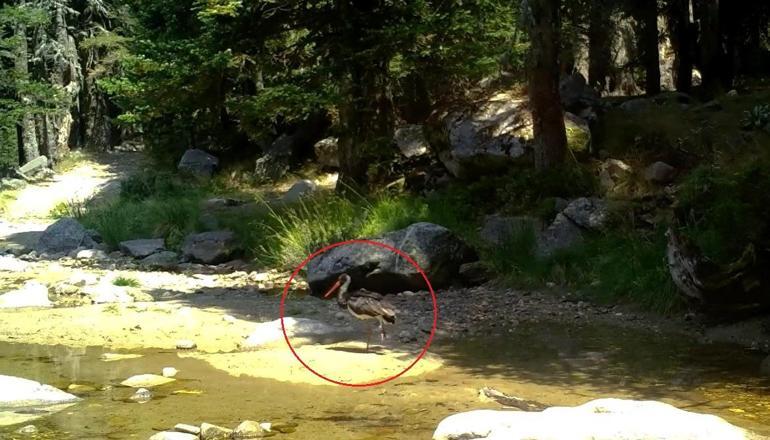 Türkiyede nadir görülen karaleylek fotokapana yansıdı