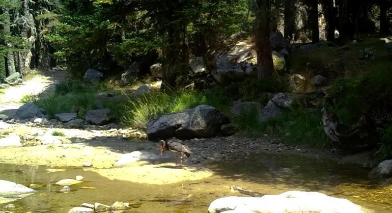 Türkiyede nadir görülen karaleylek fotokapana yansıdı