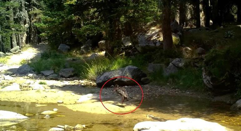 Türkiyede nadir görülen karaleylek fotokapana yansıdı