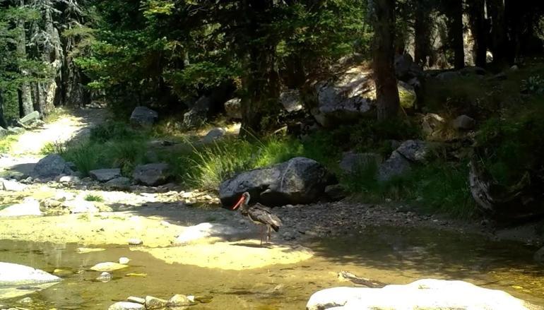 Türkiyede nadir görülen karaleylek fotokapana yansıdı