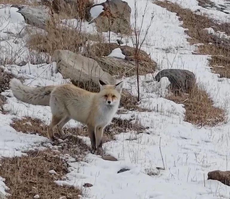 Dron sesinden tedirgin olan kızıl tilki, yuvasını terk etmedi