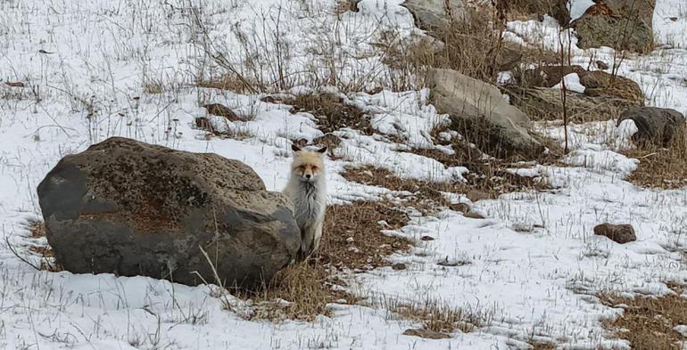 Dron sesinden tedirgin olan kızıl tilki, yuvasını terk etmedi