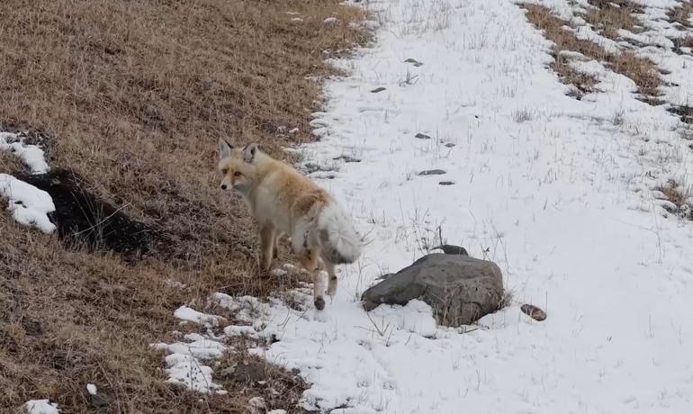 Dron sesinden tedirgin olan kızıl tilki, yuvasını terk etmedi