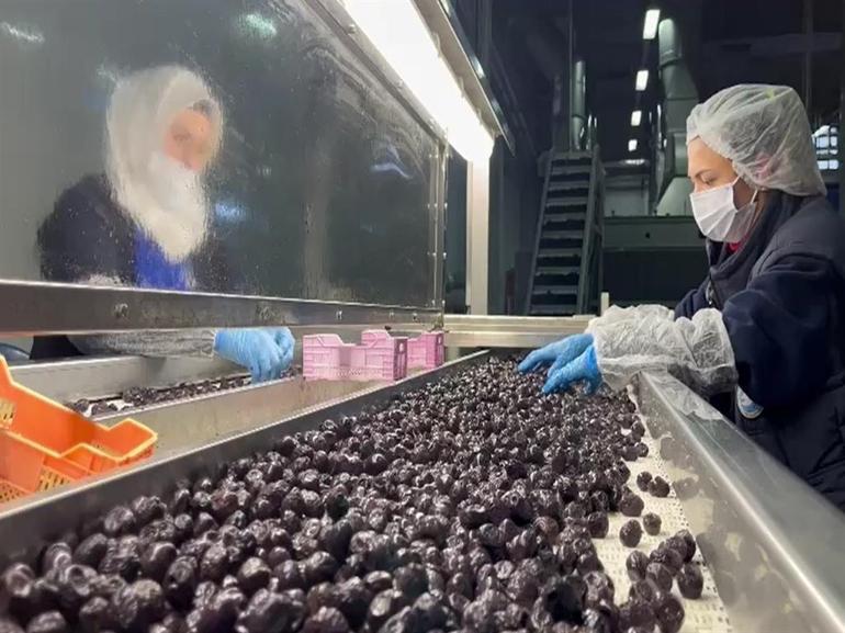 65 ülkeye ihraç edilen Türk zeytini, zeytinyağlı çikolata ve kozmetik ürünlerle de raflarda yer alacak