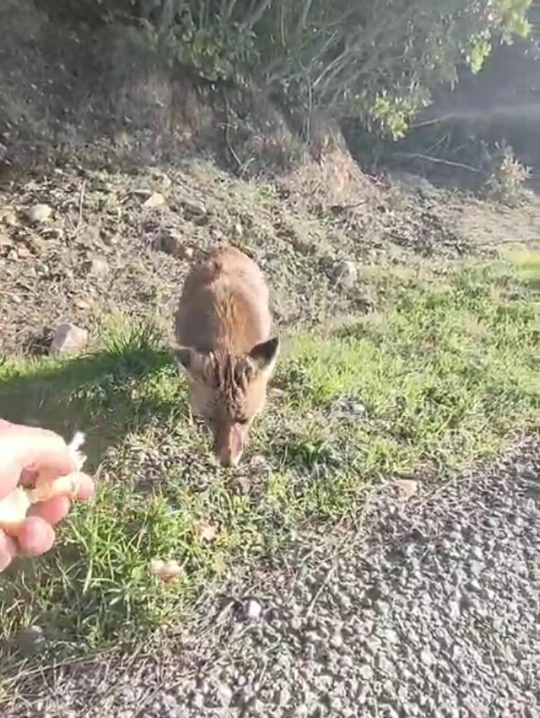 Tilkiyi eliyle besledi