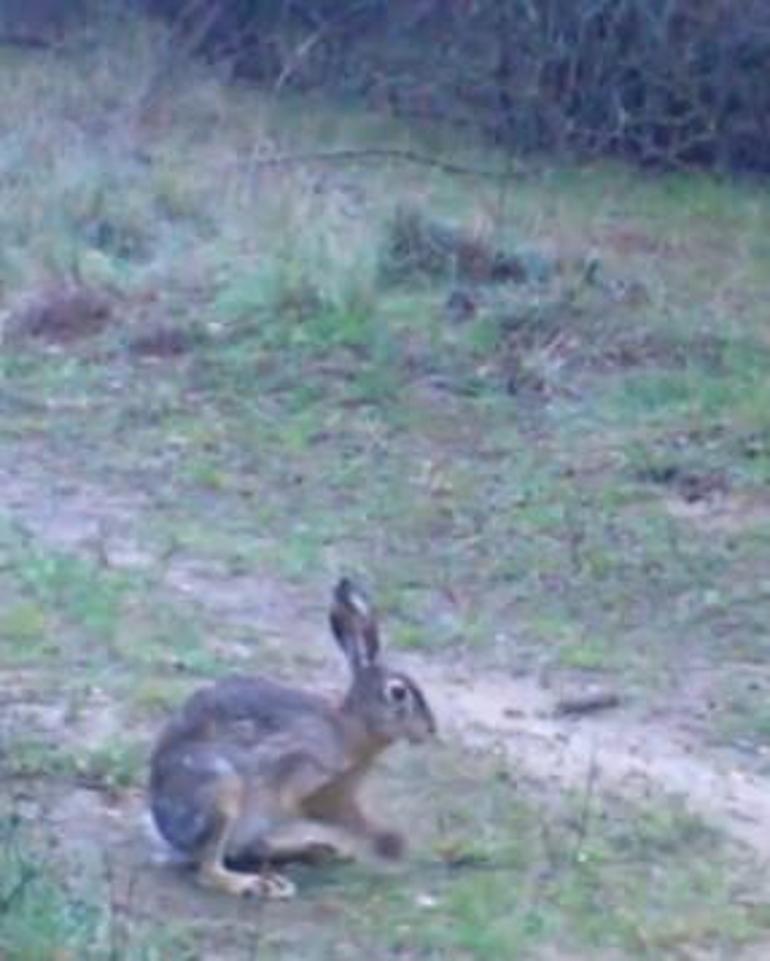 Edirnede yaban tavşanları fotopakana yansıdı