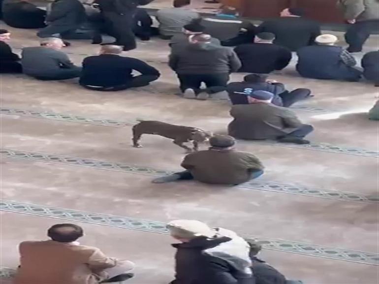 Camiye giren pitbullun sahibine adli ve idari işlem yapıldı
