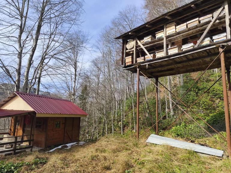 Arı kovanlarına ulaşmaya çalışan ayı kamerada