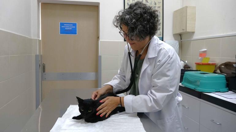 İnsanlar için kullanılan ağrı kesiciler, hayvanlar için ölümcül olabilir