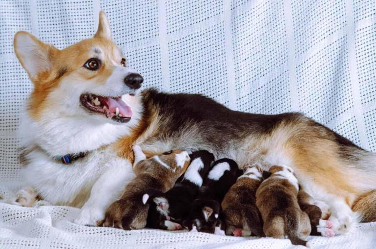İnsanlar için kullanılan ağrı kesiciler, hayvanlar için ölümcül olabilir