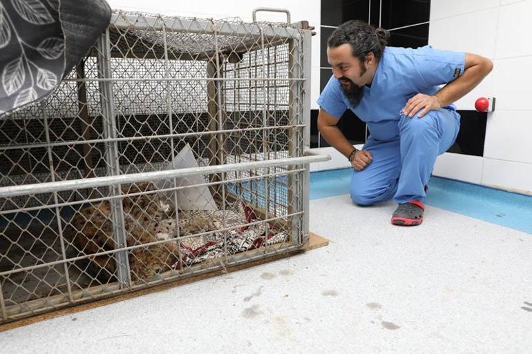 Köpek saldırısında yaralanan vaşak hayata tutundu