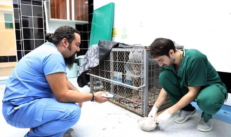 Köpek saldırısında yaralanan vaşak hayata tutundu