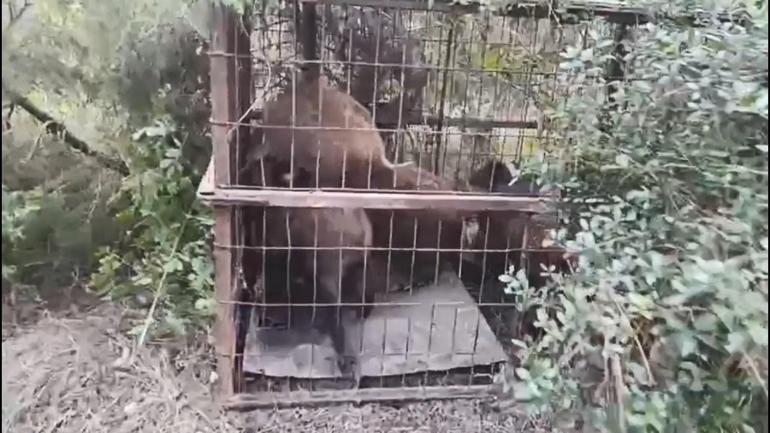 Çatalcada kaçak avcıların kurduğu domuz tuzakları bulundu