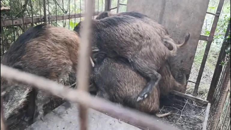 Çatalcada kaçak avcıların kurduğu domuz tuzakları bulundu