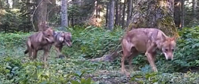 Bolu ormanlarındaki yaban hayatı fotokapanlarda