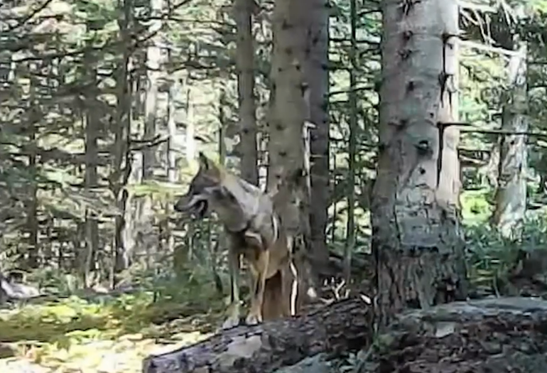 Bolu ormanlarındaki yaban hayatı fotokapanlarda