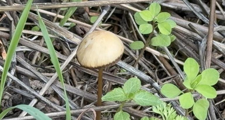 Yenilebilir olduğu düşünülen her 3 mantardan 1i sizi hastanelik edebilir