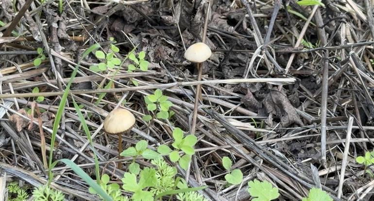 Yenilebilir olduğu düşünülen her 3 mantardan 1i sizi hastanelik edebilir