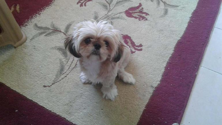 Yürüme yetisi sonrası eşini de kaybetti; can dostu Fıstık ile hayata tutundu