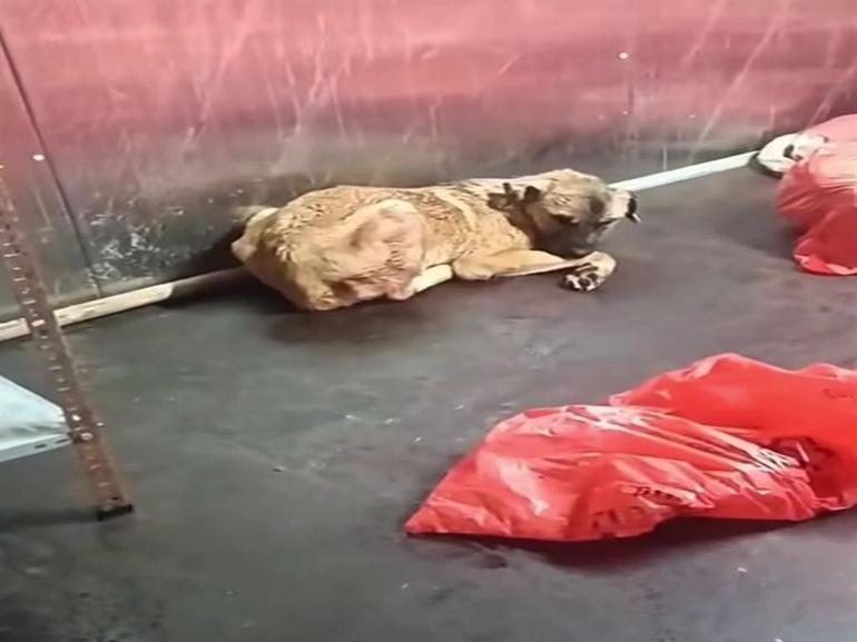 Ankara Büyükşehir Belediyesinden barınak açıklaması