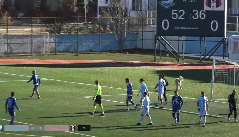 Maçta sahaya girip uyuyan köpek güldürdü