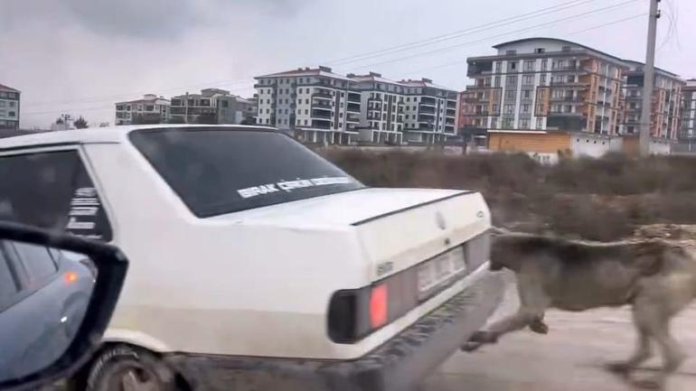 Otomobile iple bağlanıp çekilen köpek, bakıma alındı