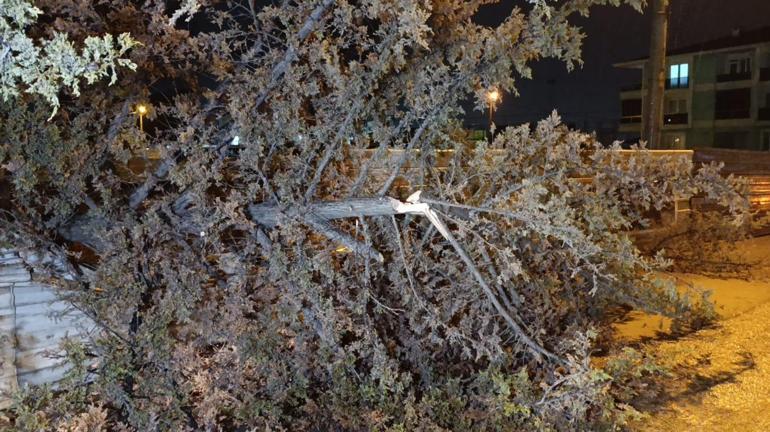 Bursa’da kuvvetli rüzgar nedeniyle ağaç devrildi
