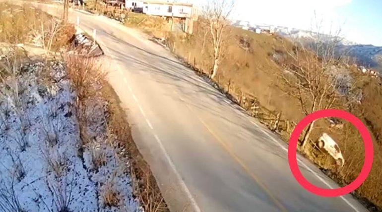 Hafif ticari aracın fındık bahçesine uçtuğu kaza kamerada