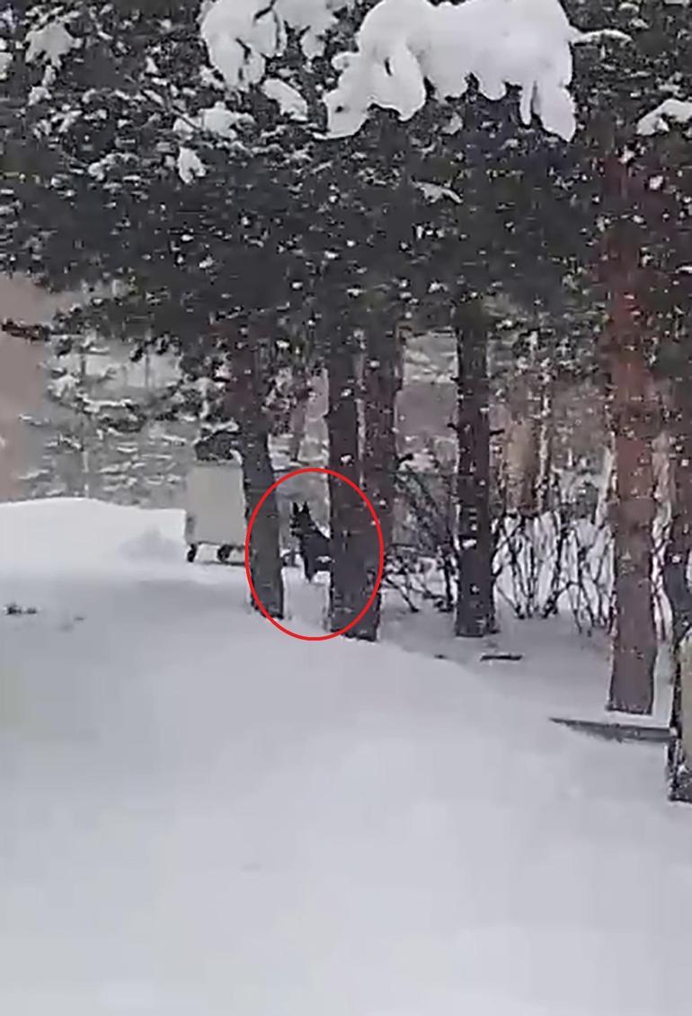 Okul bahçesine giren kurt köpeği öğrencilere saldırdı; 3 yaralı