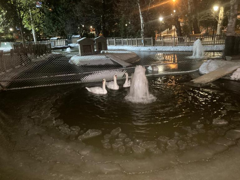 Ankaranın simgelerinden Kuğulu Parktaki havuz buz tuttu