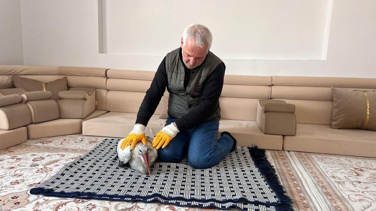 Donmak üzereyken bulduğu leyleği evinde hayata döndürdü