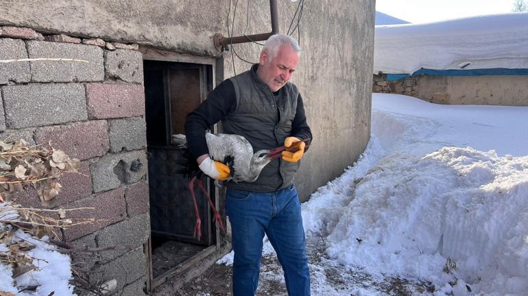 Donmak üzereyken bulduğu leyleği evinde hayata döndürdü