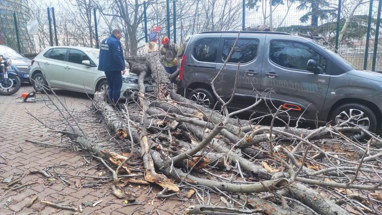 Şişli ve Beşiktaş’ta ağaçlar park halindeki araçların üzerine devrildi