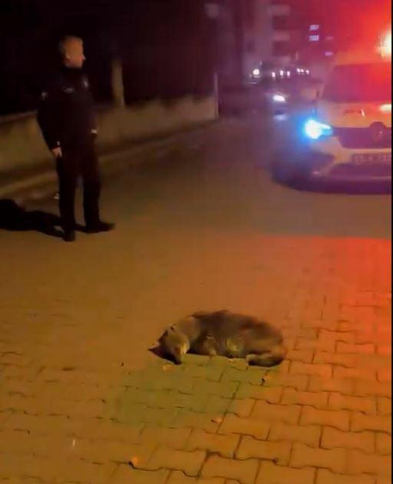 Samsunda bitkin halde bulunan yavru çakal, tedaviye alındı