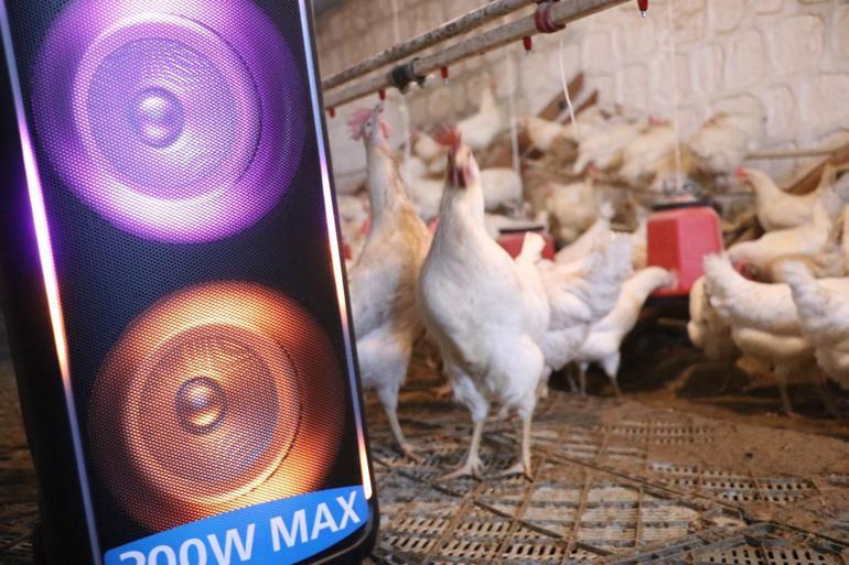 Türk sanat müziği dinlettiği tavuklardan yüzde 6 verim artışı sağladı
