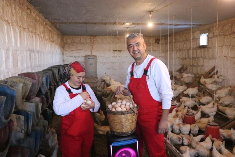 Türk sanat müziği dinlettiği tavuklardan yüzde 6 verim artışı sağladı