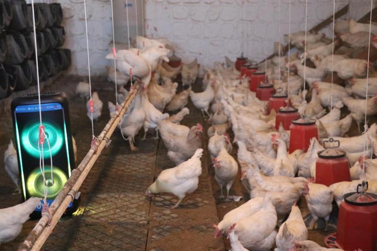 Türk sanat müziği dinlettiği tavuklardan yüzde 6 verim artışı sağladı