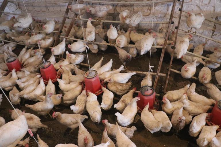 Türk sanat müziği dinlettiği tavuklardan yüzde 6 verim artışı sağladı