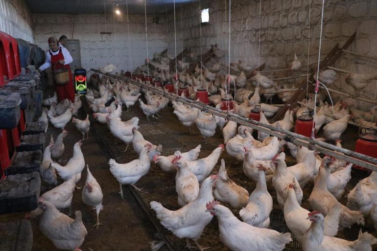 Türk sanat müziği dinlettiği tavuklardan yüzde 6 verim artışı sağladı